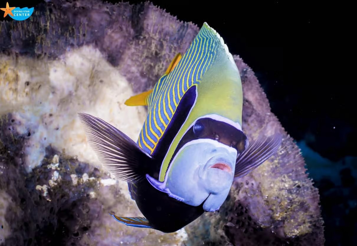 Hurghada Grand Aquarium: Underwater World & Marine Life Experience