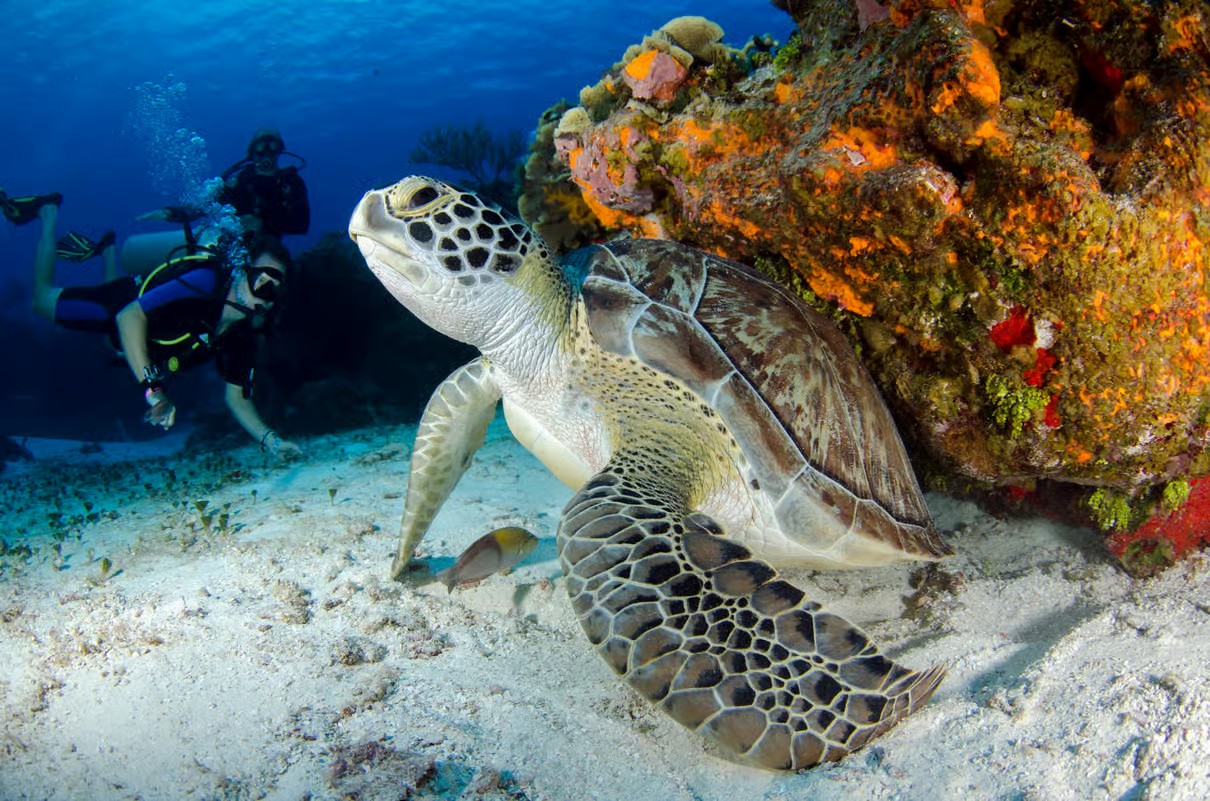 Sharm El Sheikh Red Sea Marine Life Experience