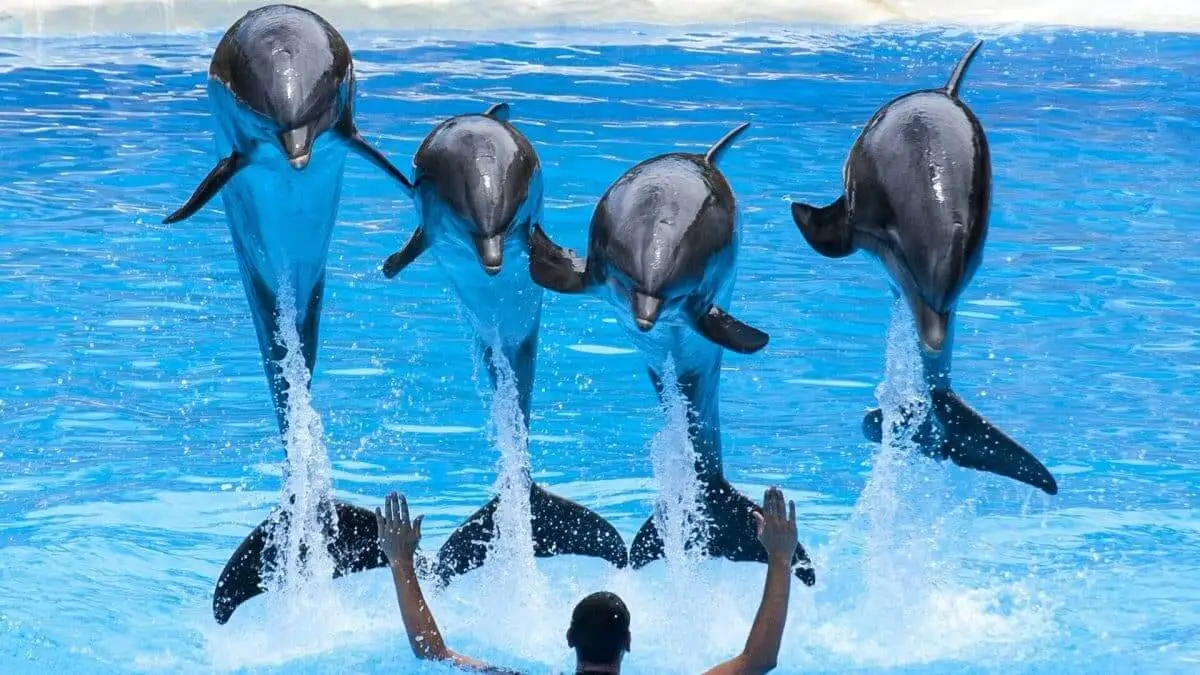 Dolphin show in Hurghada
