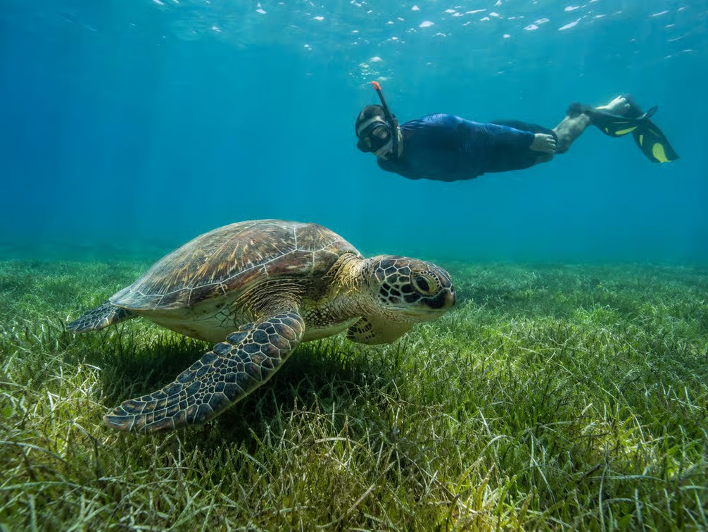 Marsa Mubarak Snorkeling Trip: Turtles, Dugongs & Red Sea Marine Life