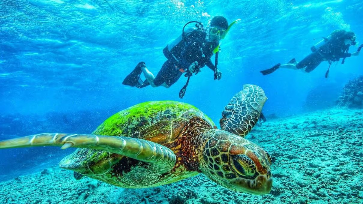 Sharm El Sheikh Red Sea Marine Life Experience