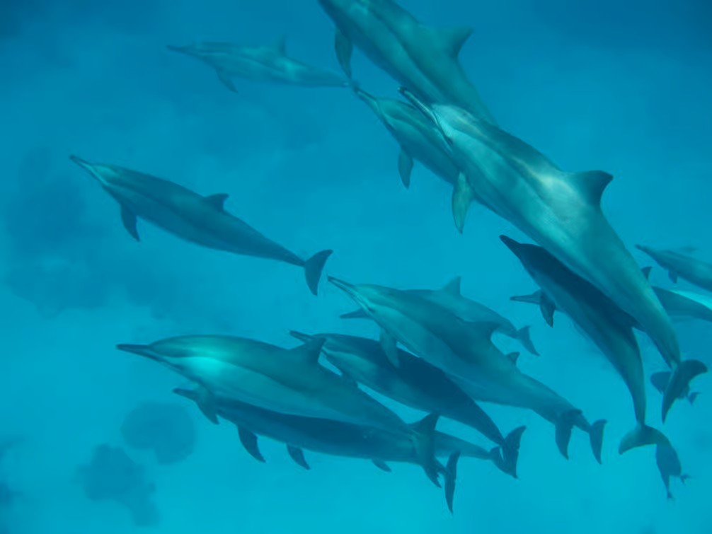 Marsa Alam Samadai Dolphin House: Red Sea Marine Life Experience