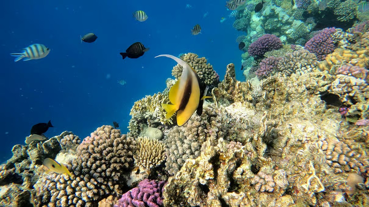 Sharm El Sheikh Scuba Diving & Red Sea Experience