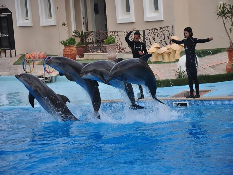Dolphin show in Hurghada