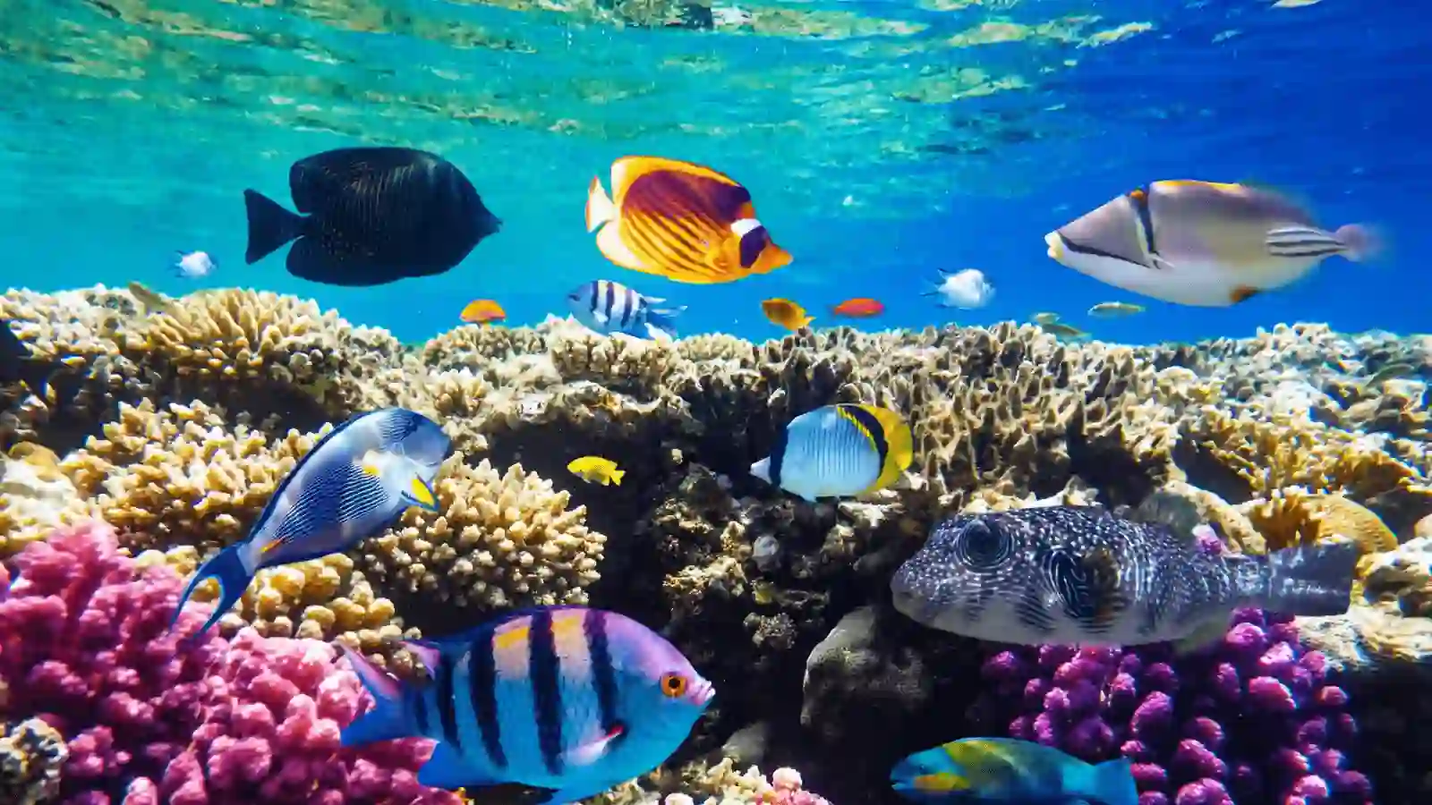 Hurghada Day Tour