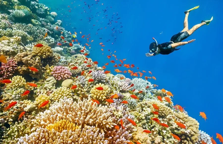 Schnorchelausflug mit dem Boot in Ras Mohamed von Sharm aus