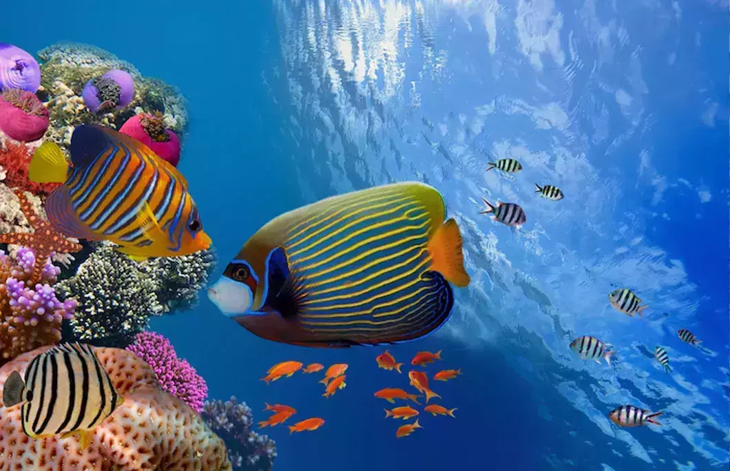 Schnorchelausflug mit dem Boot in Ras Mohamed von Sharm aus