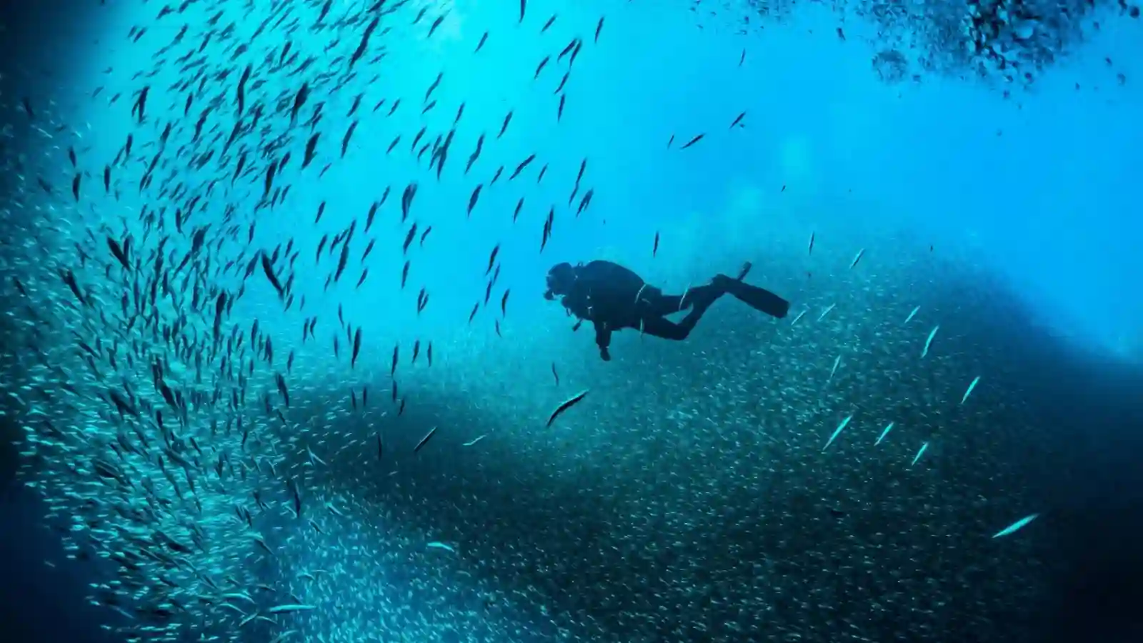 Snorkeling Trip By Boat in Ras Mohamed from Sharm